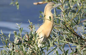 Squacco Heron