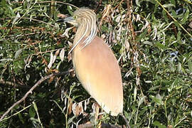 Squacco Heron