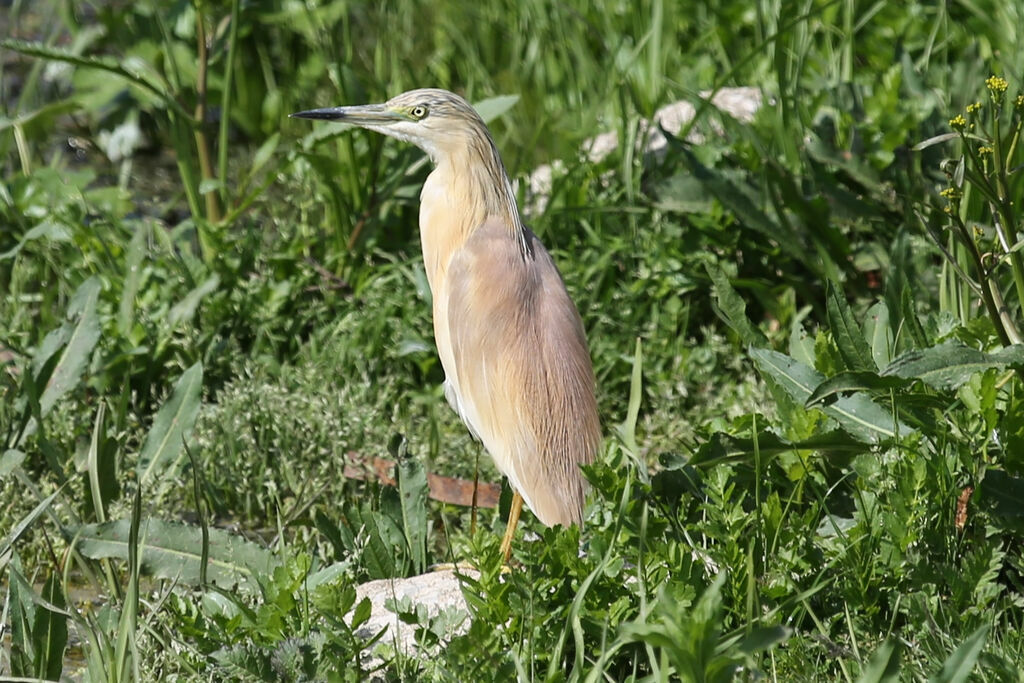 Squacco Heron