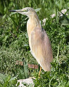 Squacco Heron