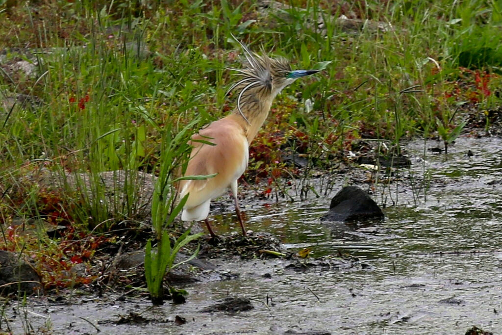 Squacco Heron