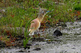 Squacco Heron