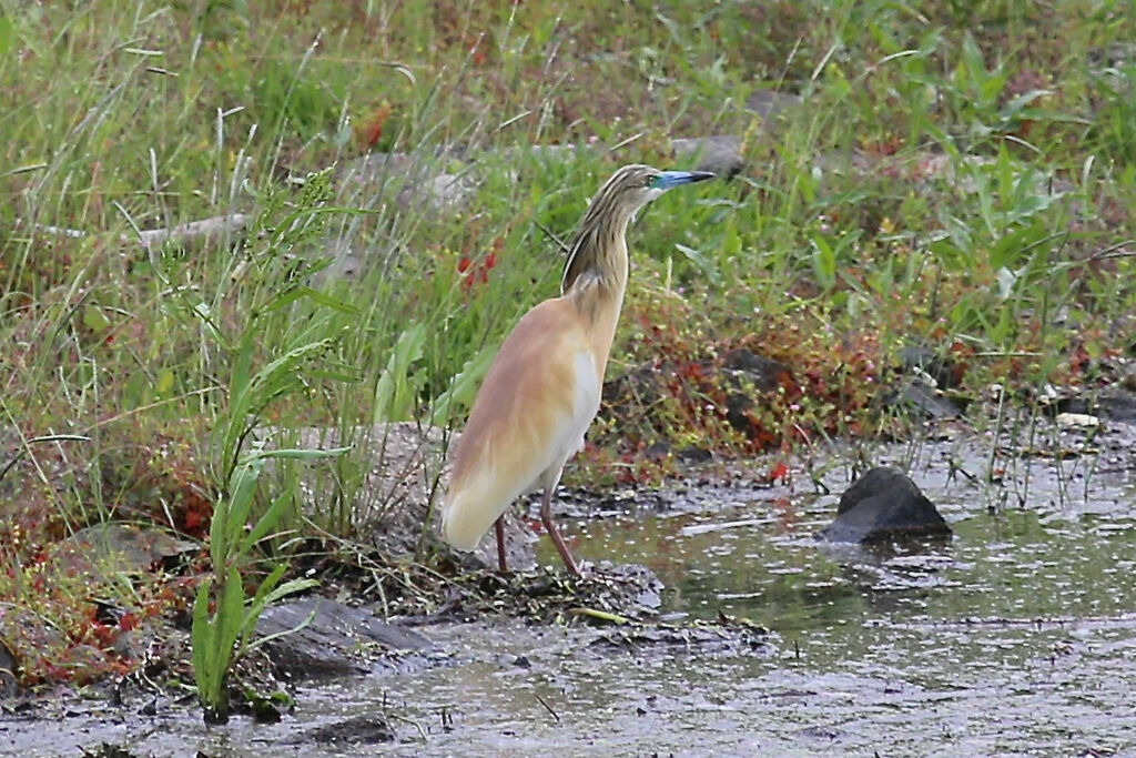 Squacco Heron