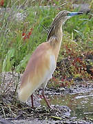 Squacco Heron