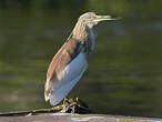 Crabier chevelu