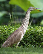 Chinese Pond Heron