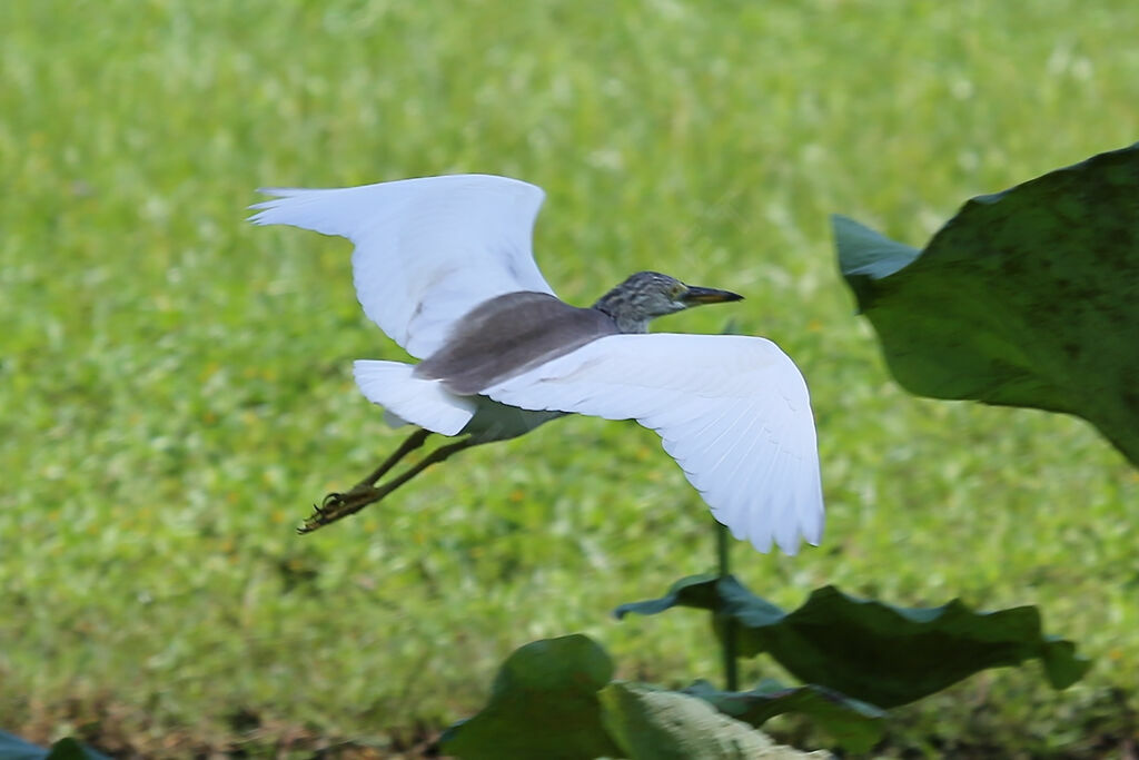 Chinese Pond Heron