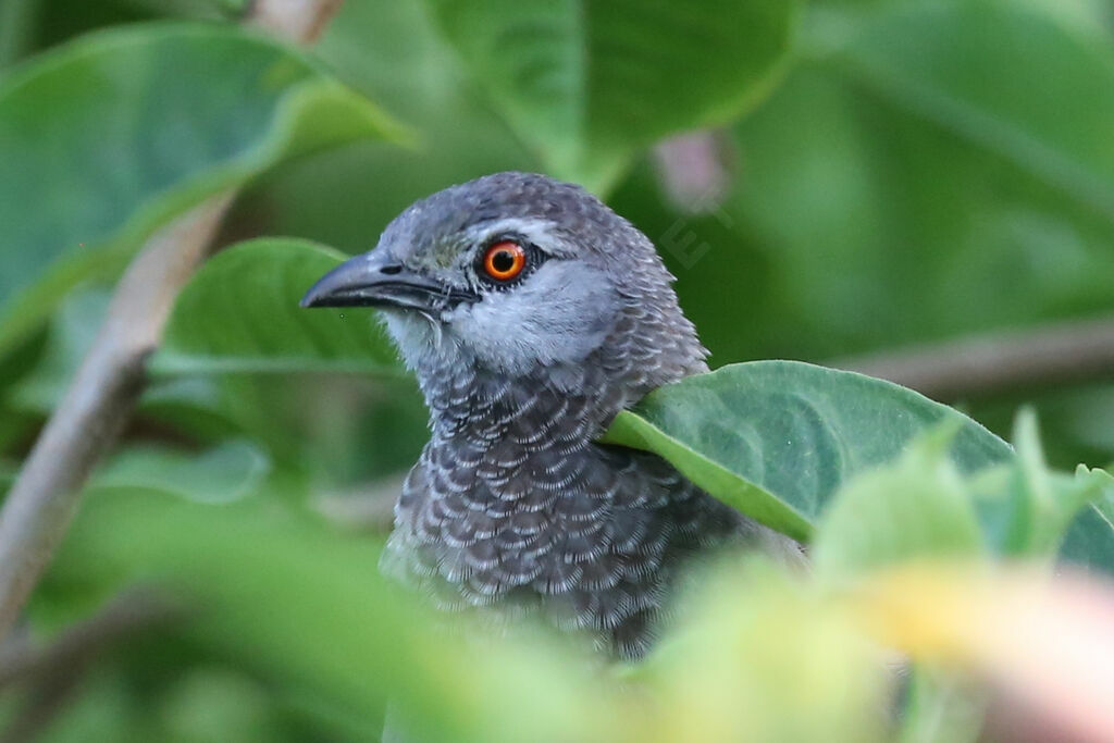 Brown Babbler