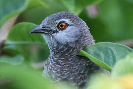 Brown Babbler