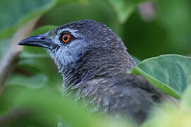 Brown Babbler