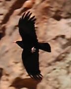 Red-billed Chough