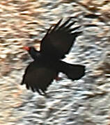 Red-billed Chough