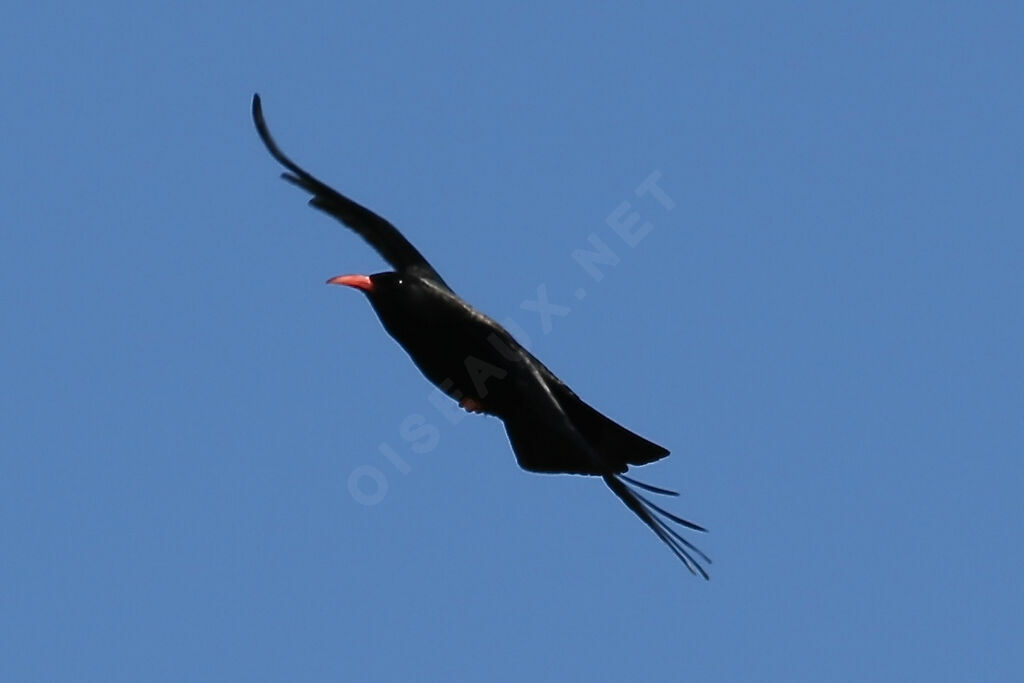 Red-billed Chough