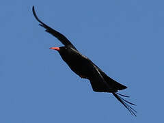 Red-billed Chough