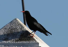 Red-billed Chough