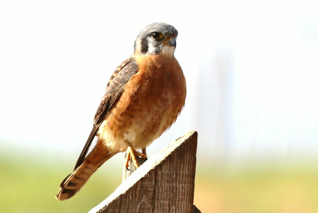 American Kestrel