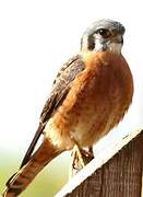 American Kestrel