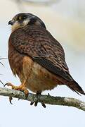 American Kestrel