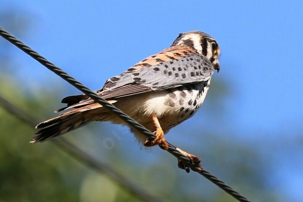 American Kestrel