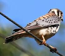 American Kestrel