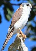 American Kestrel