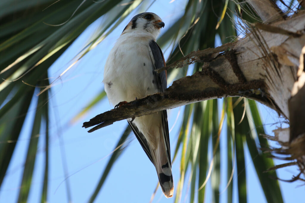 American Kestrel