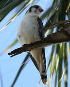 American Kestrel