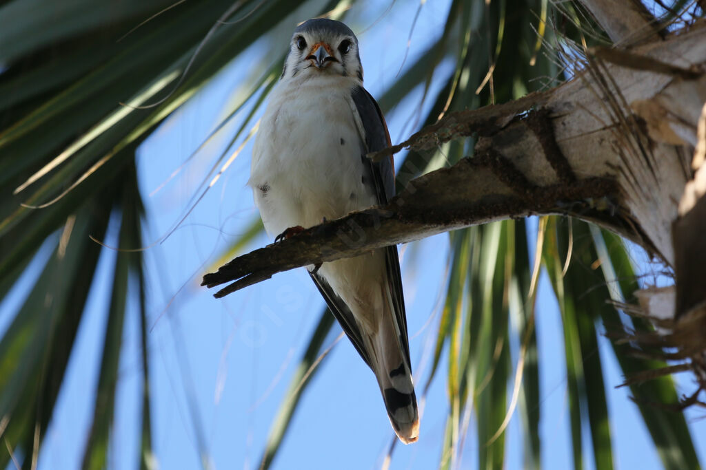 American Kestrel