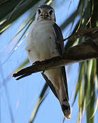 American Kestrel