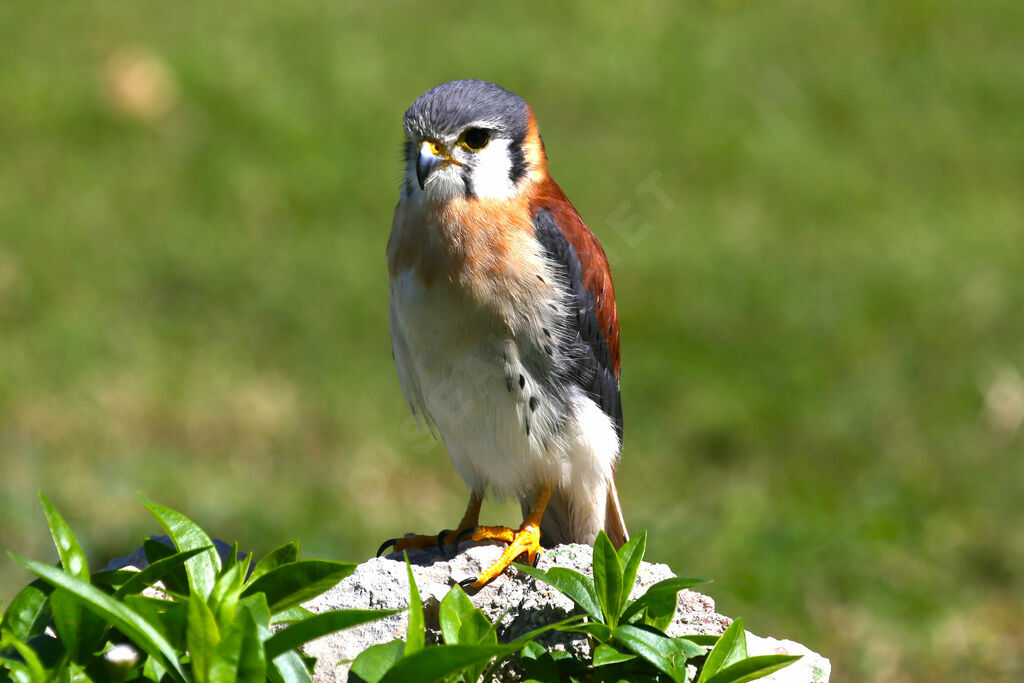 American Kestrel