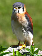 American Kestrel