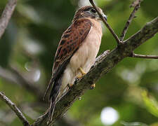 Seychelles Kestrel