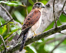 Seychelles Kestrel