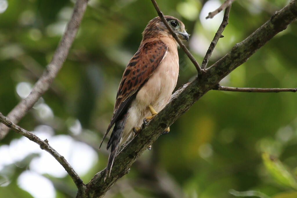 Seychelles Kestrel