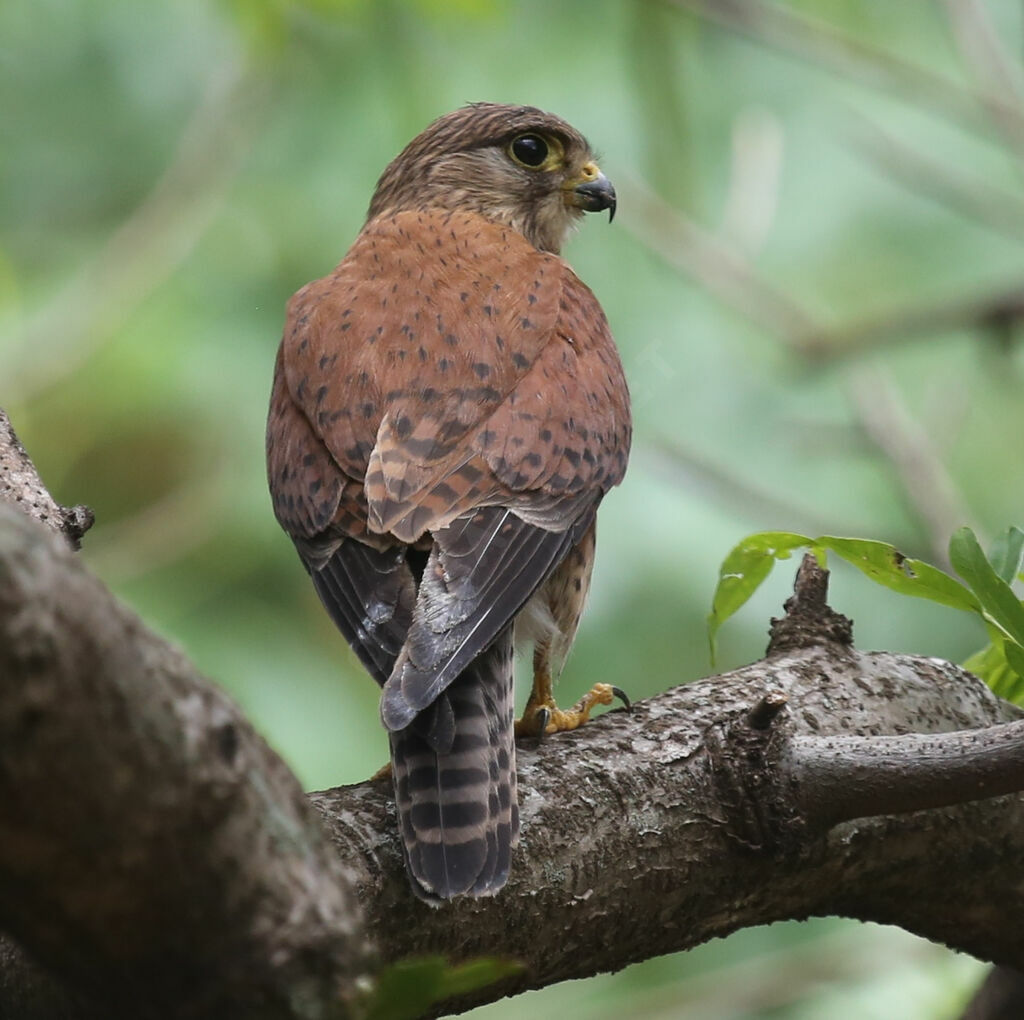 Malagasy Kestrel