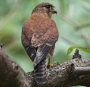 Malagasy Kestrel