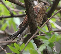 Malagasy Kestrel