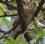 Malagasy Kestrel