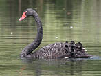 Cygne noir