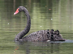Cygne noir