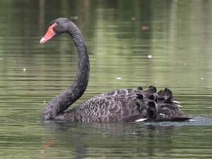 Cygne noir
