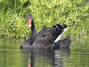 Cygne noir