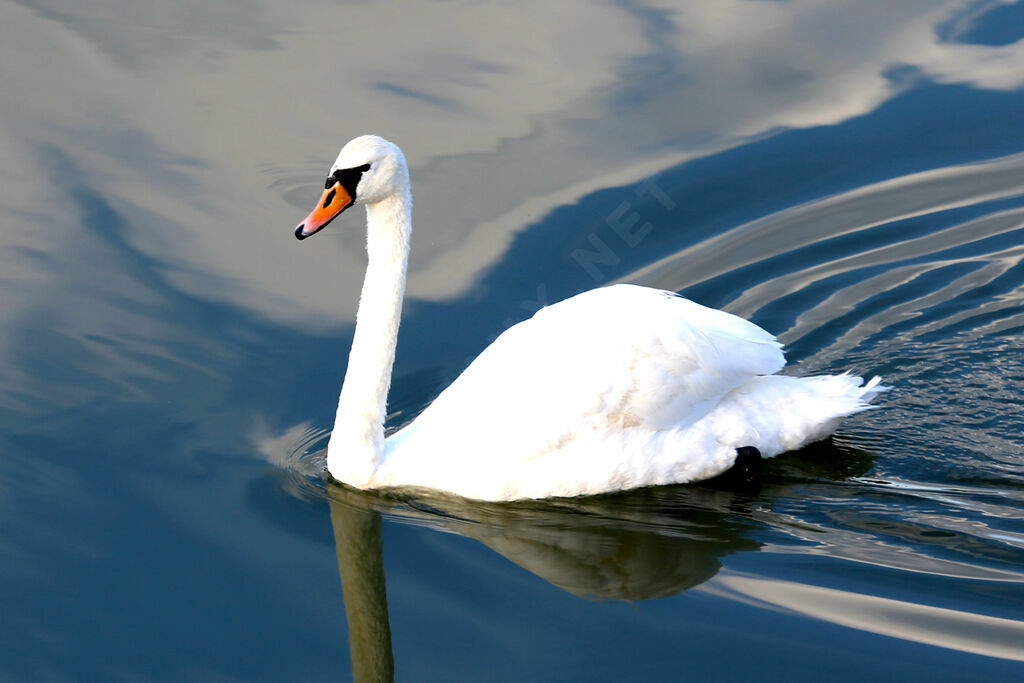 Cygne tuberculé