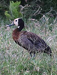 Dendrocygne veuf