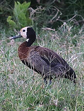 Dendrocygne veuf