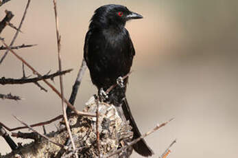 Drongo brillant