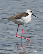 Black-winged Stilt