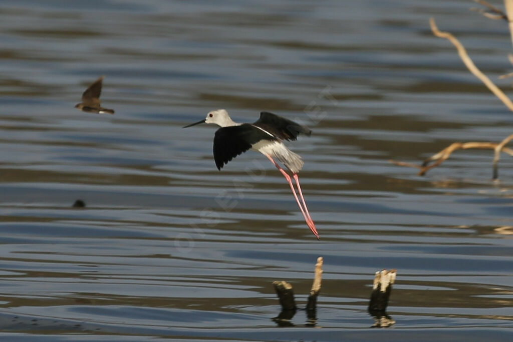 Black-winged Stilt