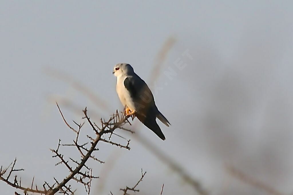 Black-winged Kite