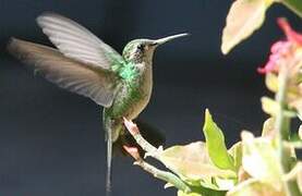 Cuban Emerald